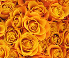 roses0010s (222x187, 37Kb)
