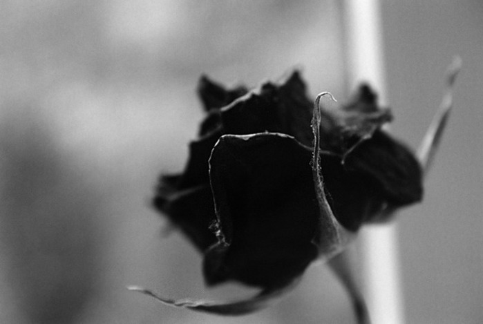 1000198 (699x469, 45Kb)