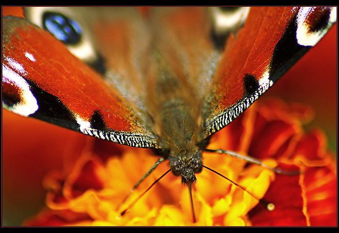  (700x481, 208Kb)