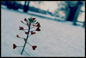  (300x203, 93Kb)