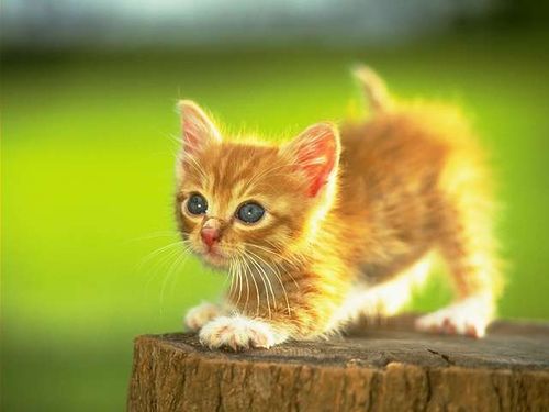  (500x375, 23Kb)