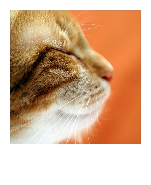  (489x600, 35Kb)