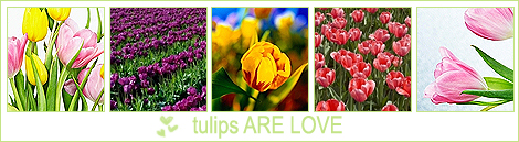 16589407_tulips (470x129, 127Kb)