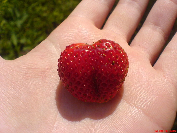 DSC02112 (700x525, 80Kb)