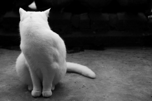  (500x333, 34Kb)