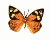  (101x80, 2Kb)