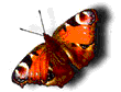  (110x84, 33Kb)