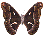  (147x120, 59Kb)