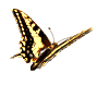  (100x100, 10Kb)