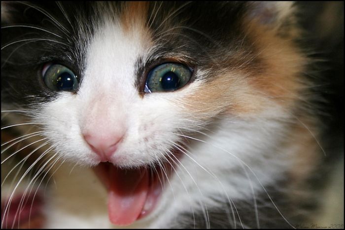 //img1.liveinternet.ru/images/attach/b/0/25/139/25139988_1210995523_Yawning_Bella_by_chik11172.jpg