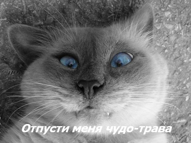 kotofej_21 (622x466, 79Kb)