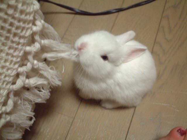  (640x480, 42Kb)