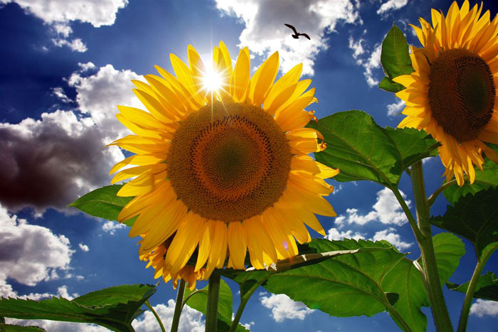 http://img1.liveinternet.ru/images/attach/b/1/12173/12173178_Sunflower_2700.jpg