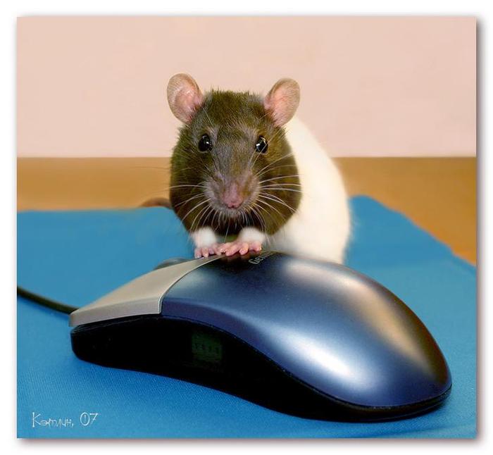Взрослые мыши. Мышка. Мышь комнатная. Мышонок настоящий. Взрослая мышь.