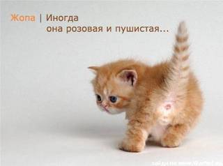 http://img1.liveinternet.ru/images/attach/b/1/17773/17773895_599353_pushroz.jpg