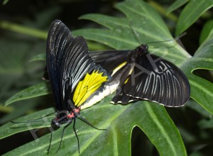 Troides rhadamantus (300x220, 39Kb)