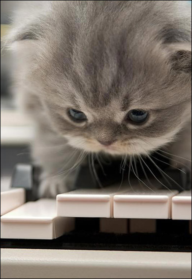 (390x565, 51Kb)