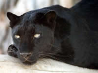 leopard_06 (200x150, 3Kb)