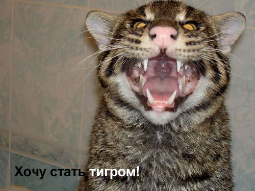  (500x375, 47Kb)