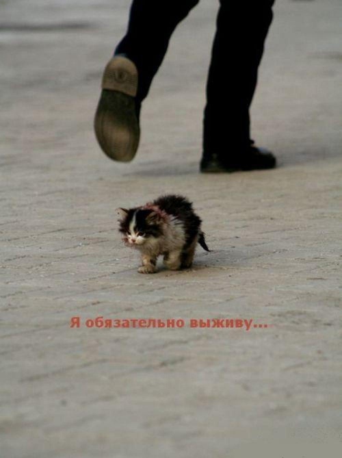  (500x669, 59Kb)