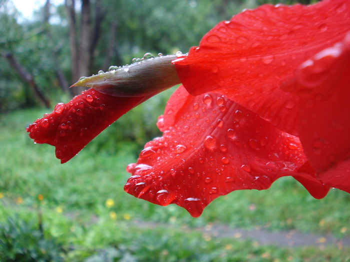 DSC09127 (700x525, 181Kb)