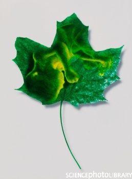  (258x350, 29Kb)