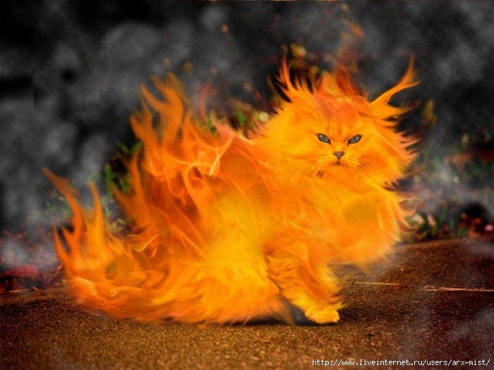image (700x525, 71Kb)
