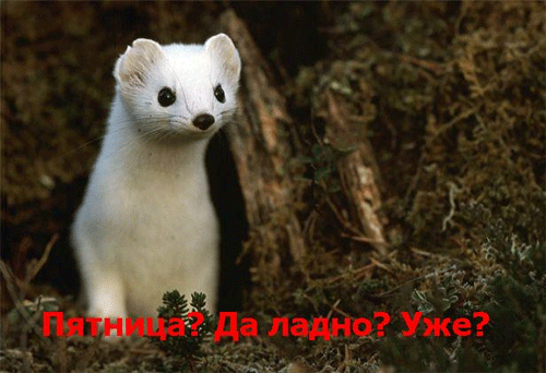  (500x342, 122Kb)
