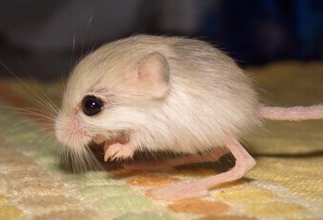 baby (650x444, 58Kb)