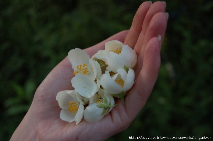 DSC_6440 (699x464, 48Kb)