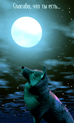 5 (240x400, 40Kb)