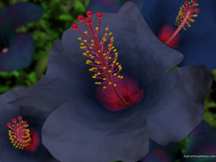 bluehibiscus1600 (700x525, 70Kb)