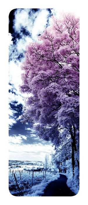 23274641_73327b90b702 (300x696, 70Kb)