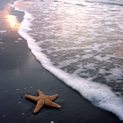 starfish (400x400, 189Kb)