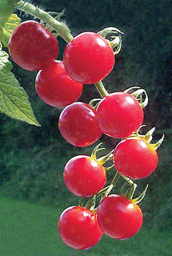 1 (250x371, 69Kb)