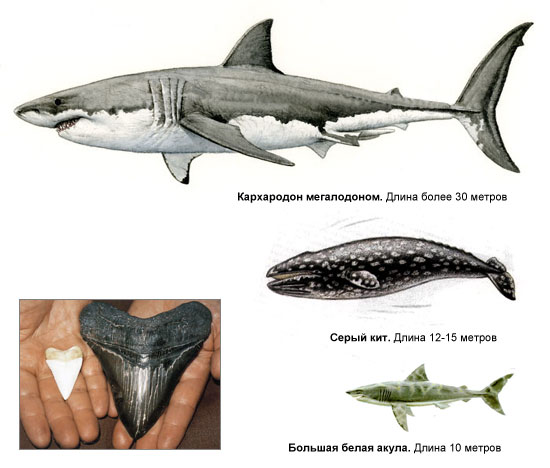 Мегалодон и белая акула сравнение фото