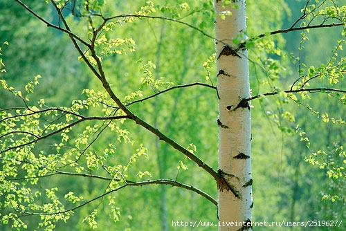 fresh-leaves-birch (500x334, 73Kb)