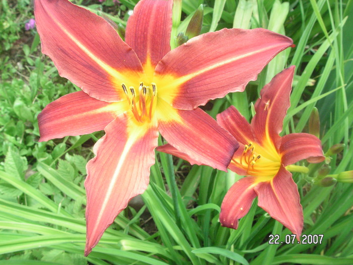 PICT0170 (700x525, 187Kb)