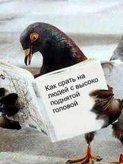  (240x320, 22Kb)
