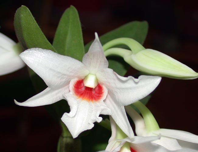 Dendrobium draconis