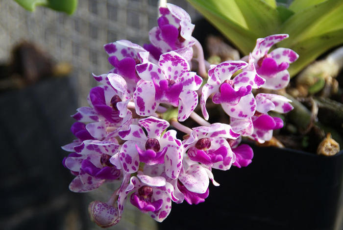 Orchid Rhyn Gigantea.
