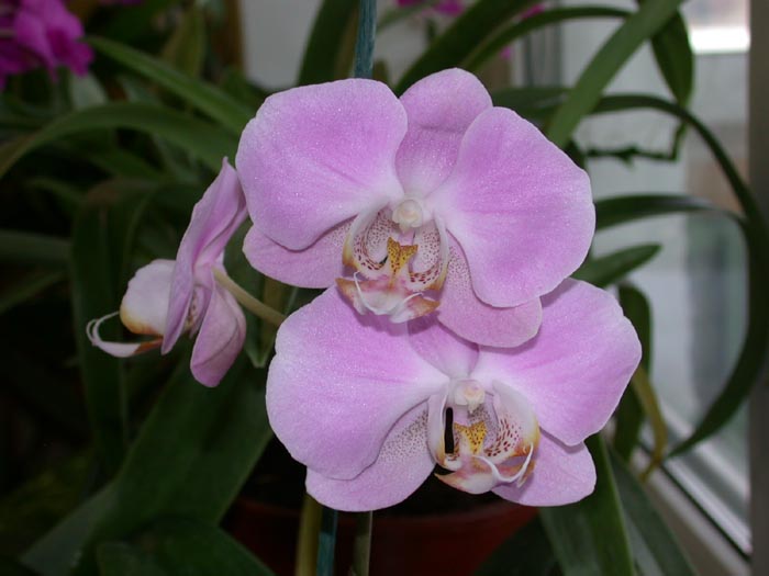 Phal hybrid