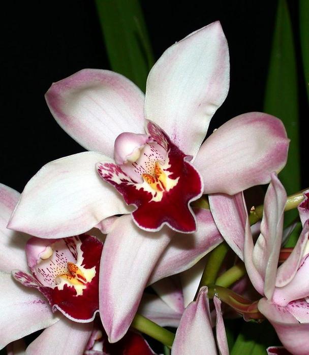 Орхидея цимбидиум как ухаживать. Цимбидиум гибридный. Орхидея Цимбидиум. Цимбидиум Джоли. Орхидея Цимбидиум фиолетовая.