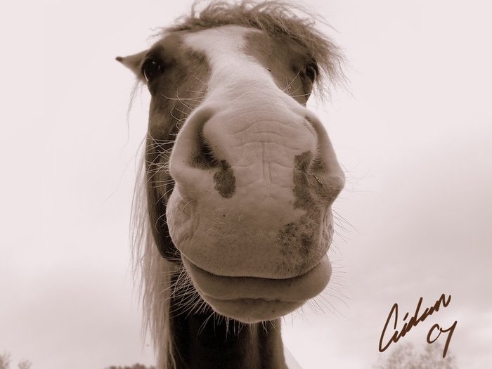 Альбом лошадки. Альбом с лошадьми. Обложка для ВК профиля лошади. Альбом лошадка 500 фото.