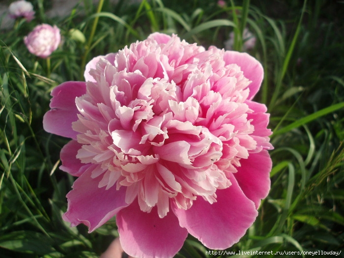 P6090508 (700x525, 125Kb)