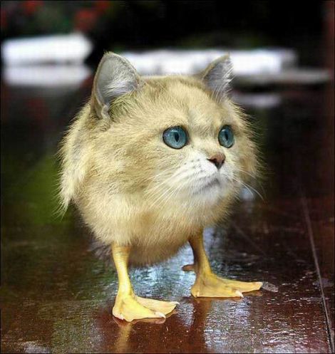  (470x497, 43Kb)