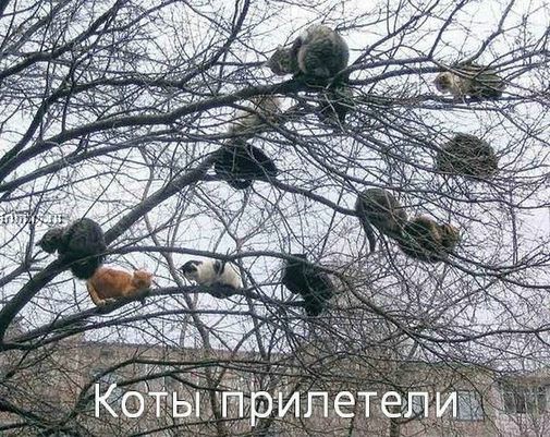  (505x401, 124Kb)