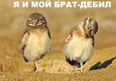 http://img1.liveinternet.ru/images/attach/b/2/26/141/26141176_i_moy_brat_debil.jpg