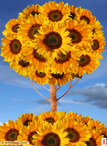  (367x500, 281Kb)
