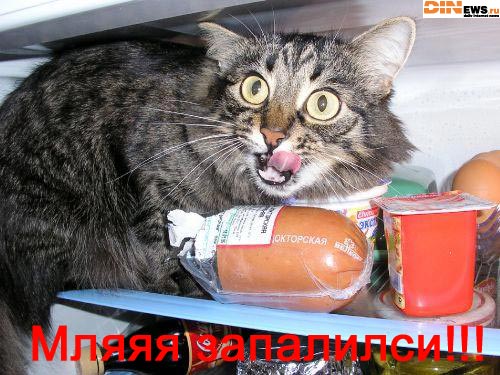  (500x375, 56Kb)